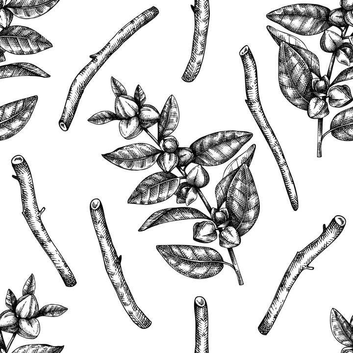 Ashwagandha background. Medicinal plant hand sketched illustration. Adaptogenic herbs backdrop. Botanical sketch for traditional medicine, Ayurveda and cosmetics seamless pattern 